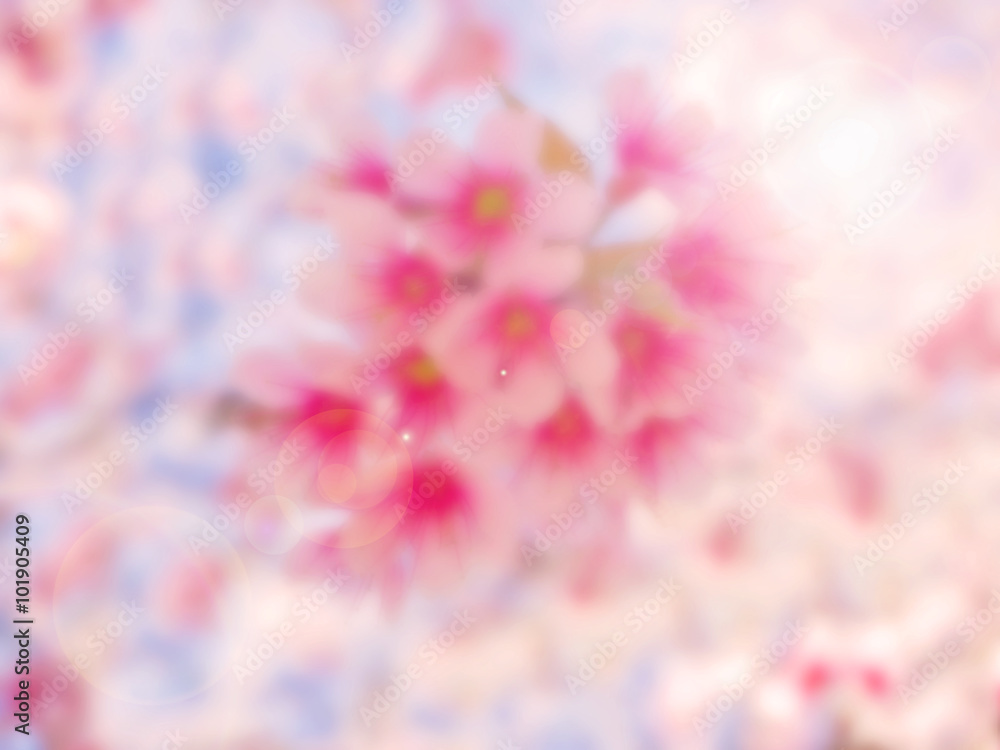 Abstract soft and blur pink sakura for background