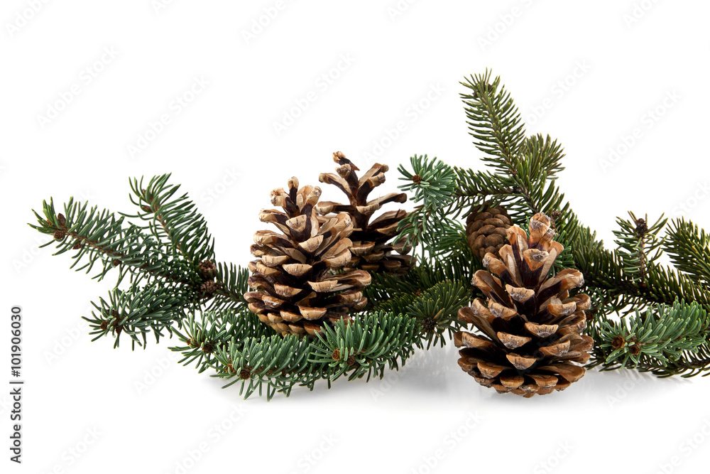 branch of fir-tree and cone branch of fir-tree and cone