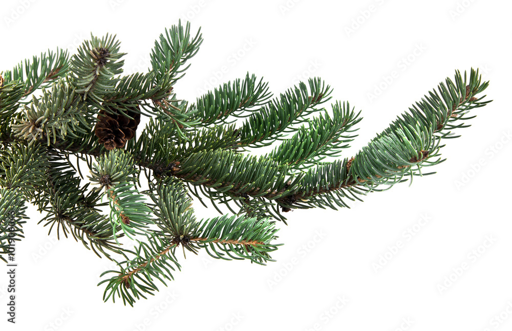 branch of fir-tree and cone branch of fir-tree and cone