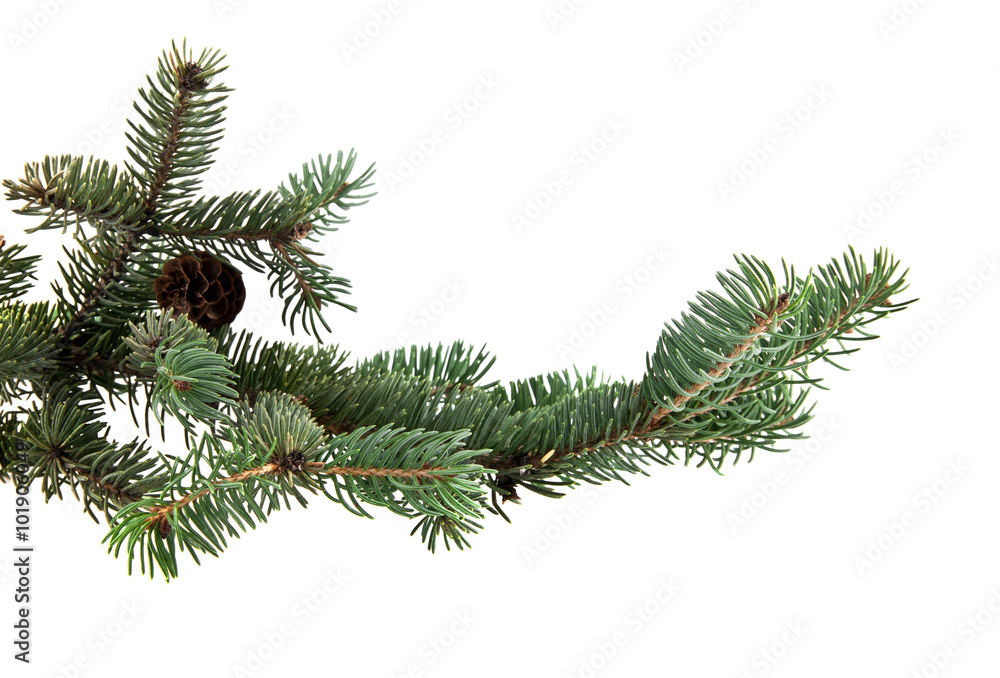 branch of fir-tree and cone