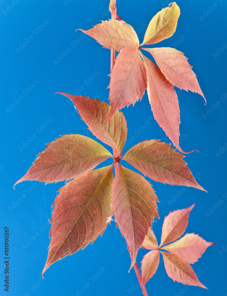 autumn leaves of vine autumn leaves of vine