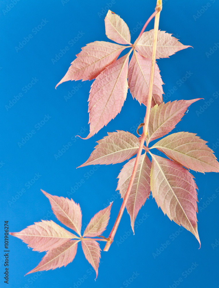 autumn leaves of vine autumn leaves of vine