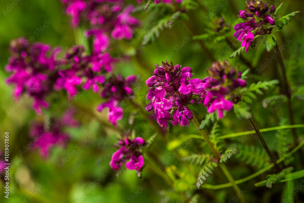 Purple flower in nature, spring flowers, blooming flowers, flora