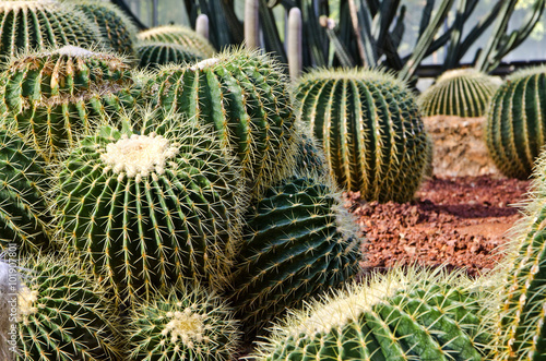 Group Parodia clavieps Cactaceae Cactus