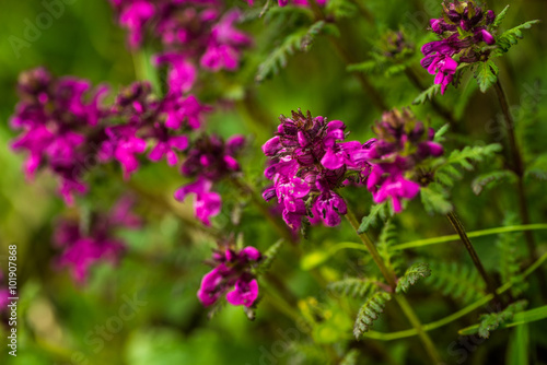 Purple flower in nature  spring flowers  blooming flowers  flora