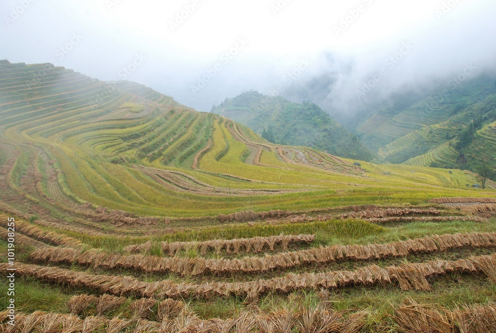 Fototapeta premium The color fog rice terrace in autumn, China
