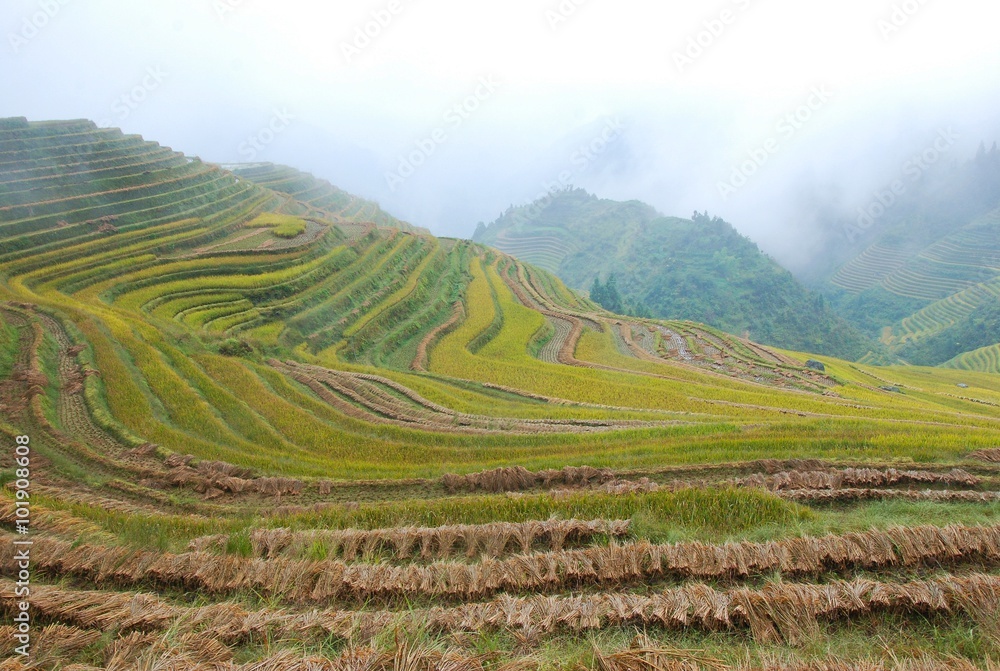 Fototapeta premium The color fog rice terrace in autumn, China