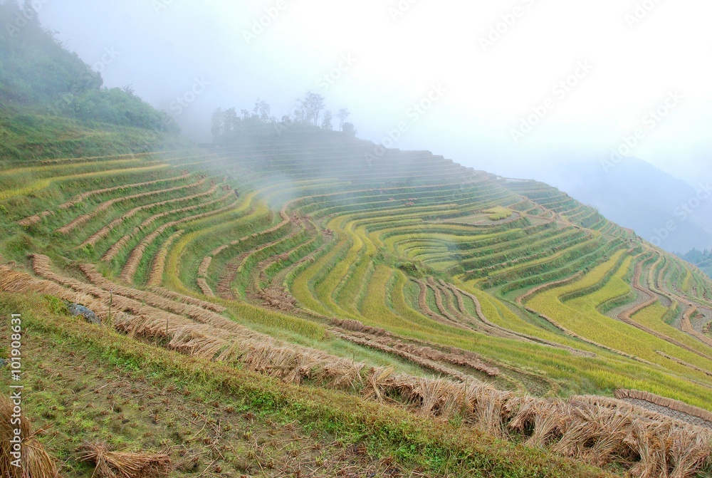 Fototapeta premium The color fog rice terrace in autumn, China