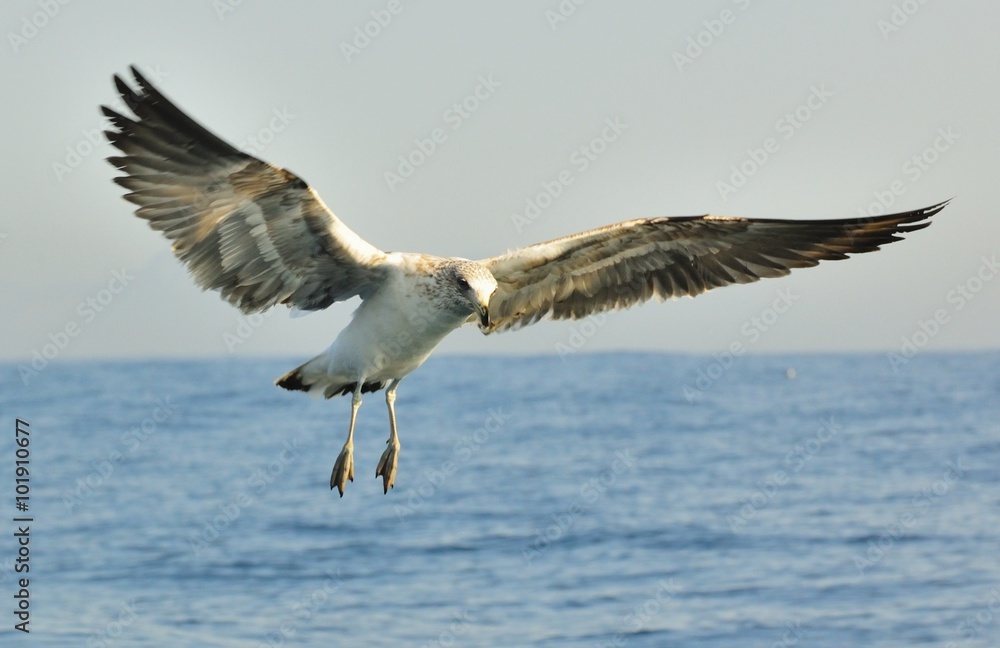 Juvenile kelp gull (Larus dominicanus), also known as the Domini Juvenile kelp gull (Larus dominicanus), also known as the Domini