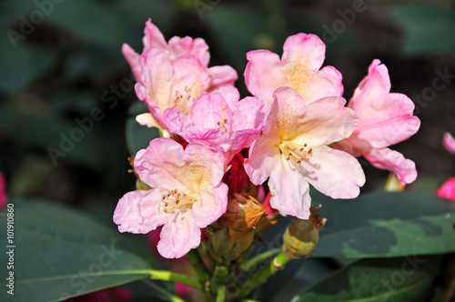pale pink rhododendron flowers