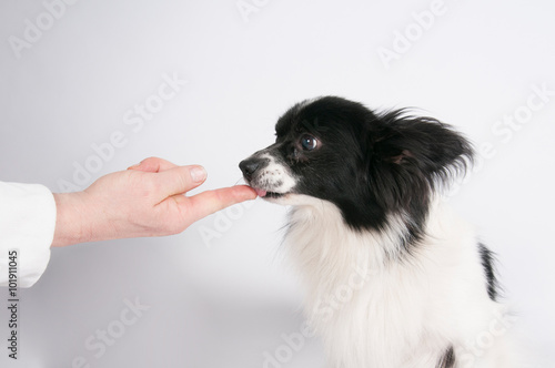 Kleiner Hund leckt Finger