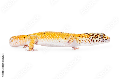 Leopard Gecko Crawling Forward © adogslifephoto