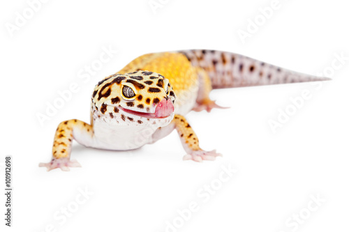 Leopard Gecko Licking Lips