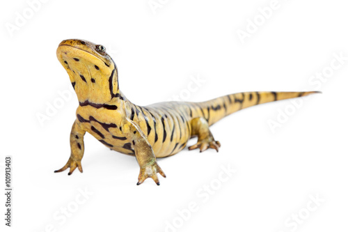 Tiger Salamander on White Lifting Head