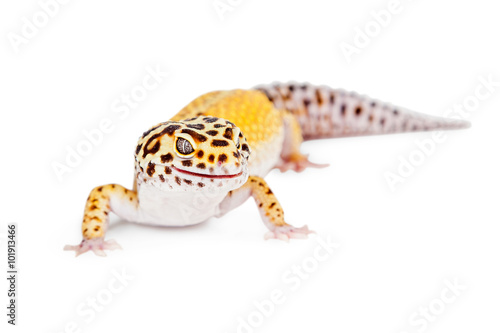 Yellow and Brown Leopard Gecko