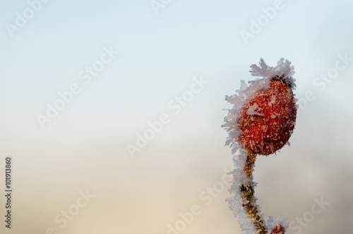 Erfrorene Hagebutte © Tom Zander