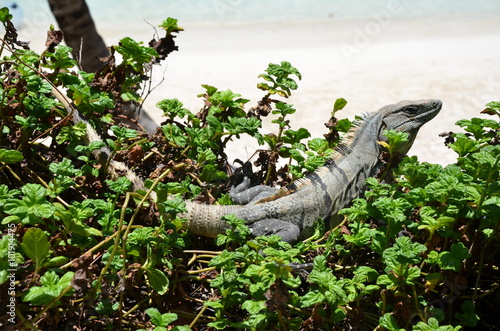 Iguana