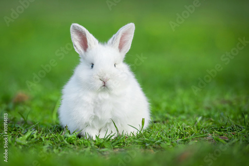 Little funny fat rabbit sitting outdoors