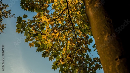 Herfstbladeren timelapse photo