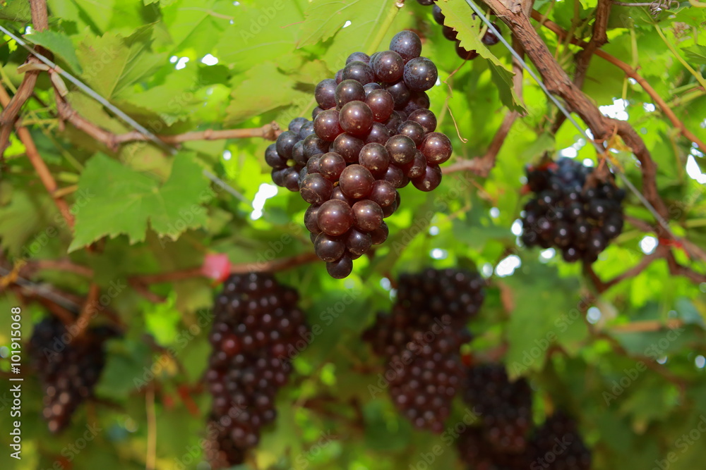 grapes in vineyard on a sunny day grapes in vineyard on a sunny day