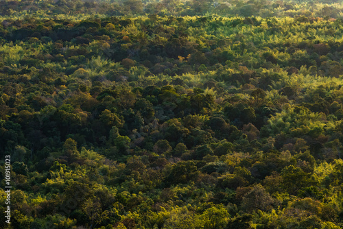 aerial view of forest in the morning © chanwitohm