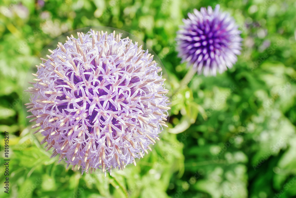 Closeup of a purple garden leek on a green background Closeup of a purple garden leek on a green background