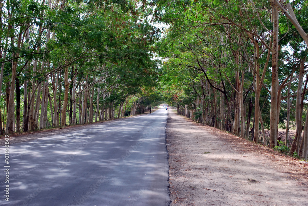 In road and has path in Cuba with very green trees.
