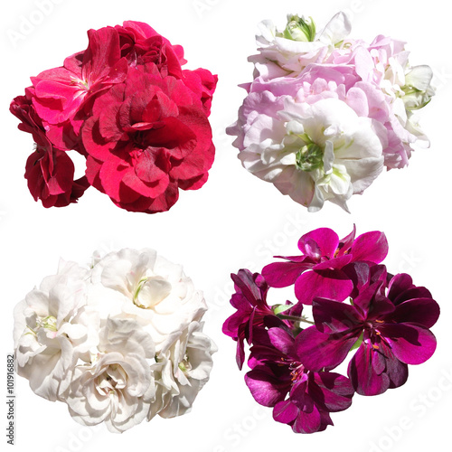 Fototapeta Naklejka Na Ścianę i Meble -  Geranium flower. Isolated 