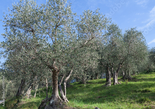 Plantation of olive trees in Tuscany
