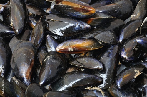 Mussel