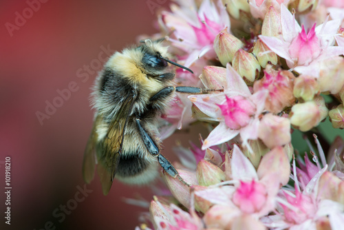 Bee on sedum flowers