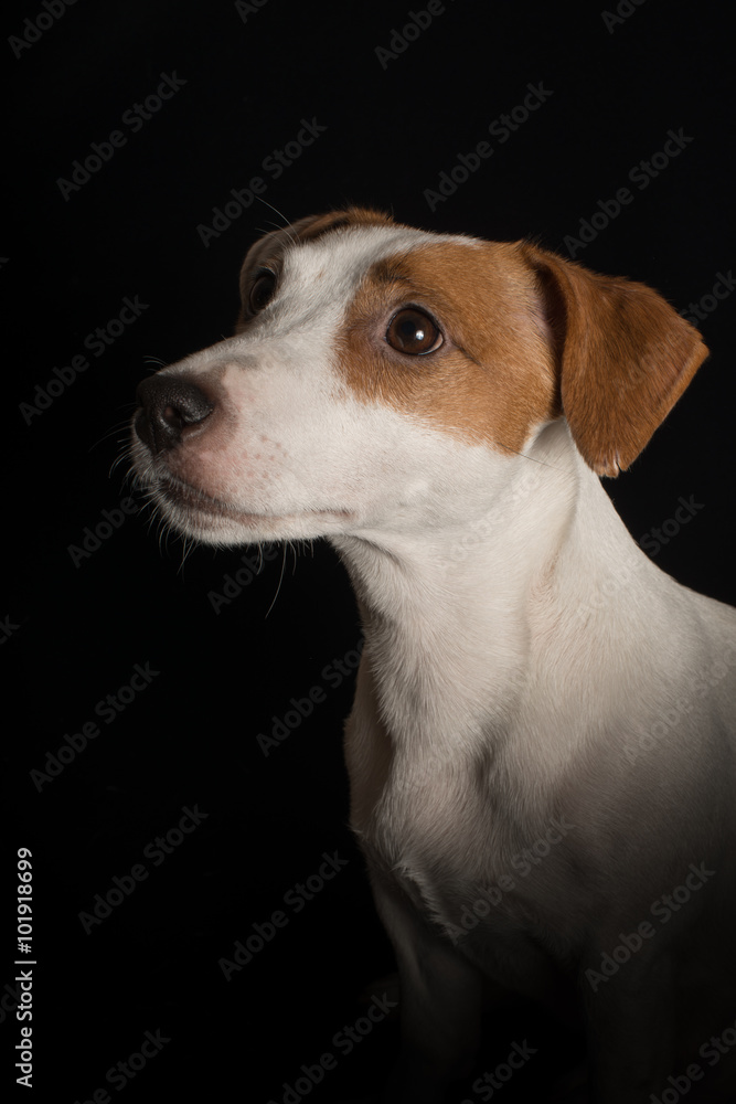 Portrait of jack russeii terrier