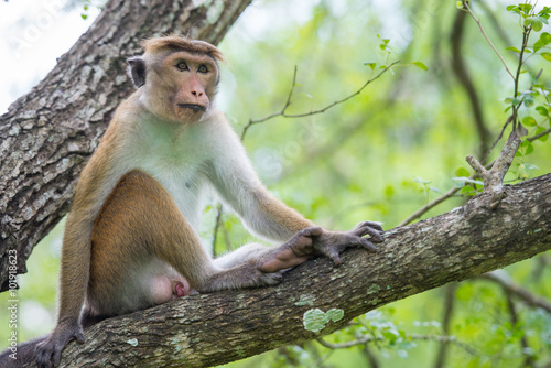 Toque macaque monkey sitting on a tree  in natural habitat in Sr