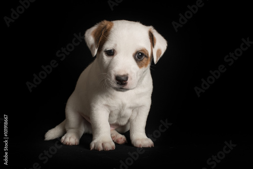 Jack russell terrier puppy