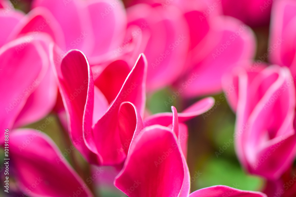 cyclamen flowers cyclamen flowers