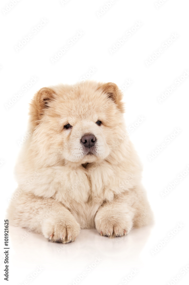 Chow-chow puppy Chow-chow puppy