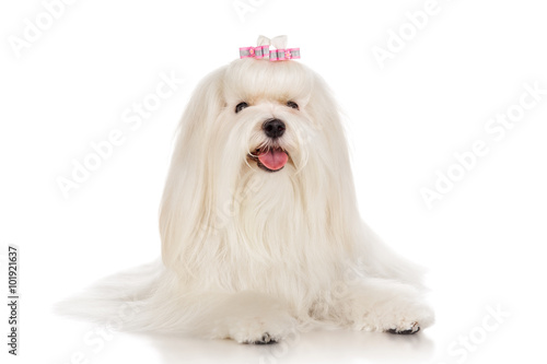 Maltese dog with bow, isolated on white