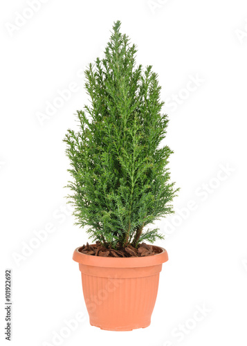 Cypress tree isolated on white. whithout shadow