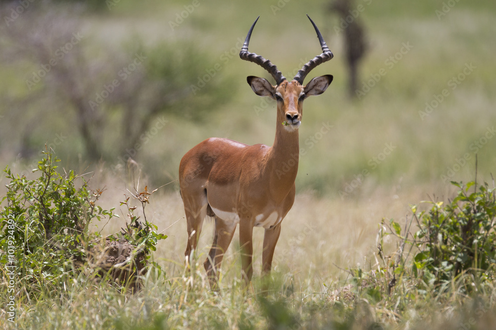 Portrait of wild african impala antelope - obrazy, fototapety, plakaty 