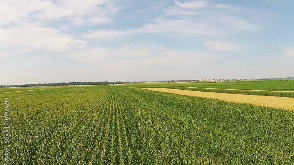Agricultural landscape with two cultivated surfaces of corn and wheat , aerial sideways movement Agricultural landscape with two cultivated surfaces of corn and wheat , aerial sideways movement