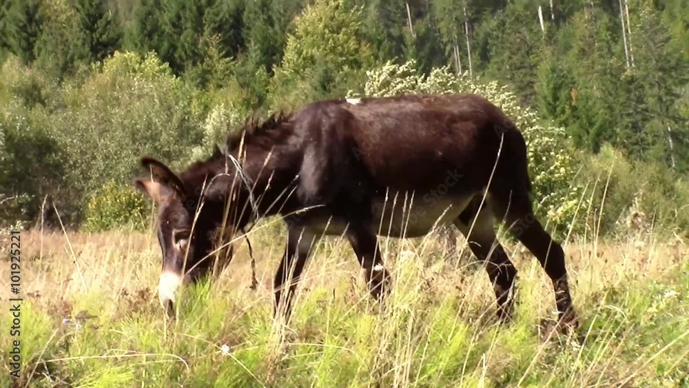 Mule walking serene and grazing plants from time to time on alpine pasture on windy day in late summer Mule walking serene and grazing plants from time to time on alpine pasture on windy day in late summer