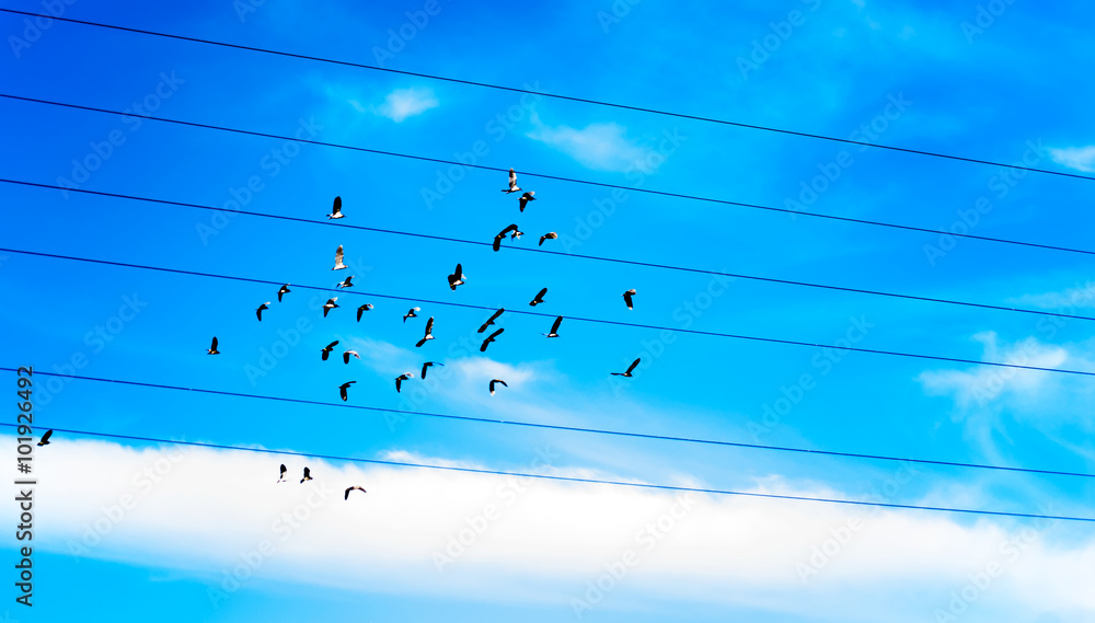 Flock of birds in the sky