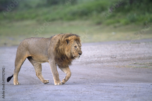 Free wild male african lion walking