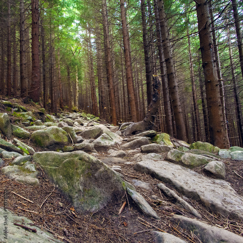 Forest in the highlands