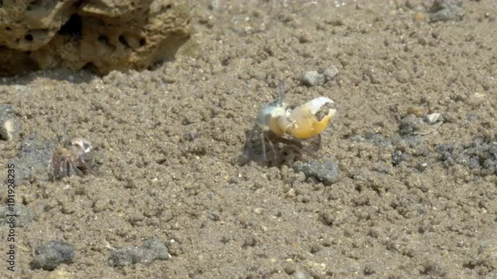 A male fiddler crab chases his rival off his territory. Location: Nai Yang, Phuket, Thailand.
A male fiddler crab chases his rival off his territory. Location: Nai Yang, Phuket, Thailand.