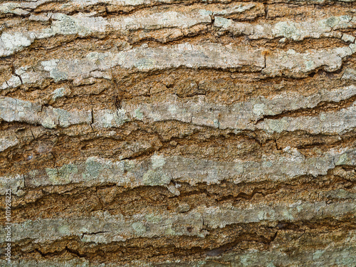 Wood Bark Pattern