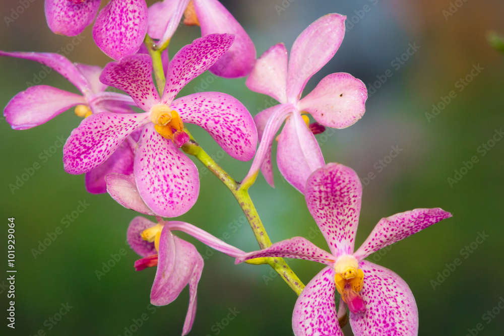 orchid, pink orchid flower in green background orchid, pink orchid flower in green background