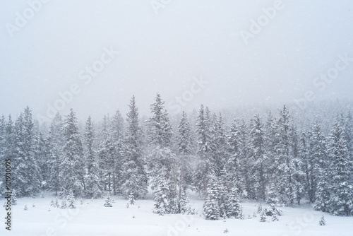 trees in blizzard