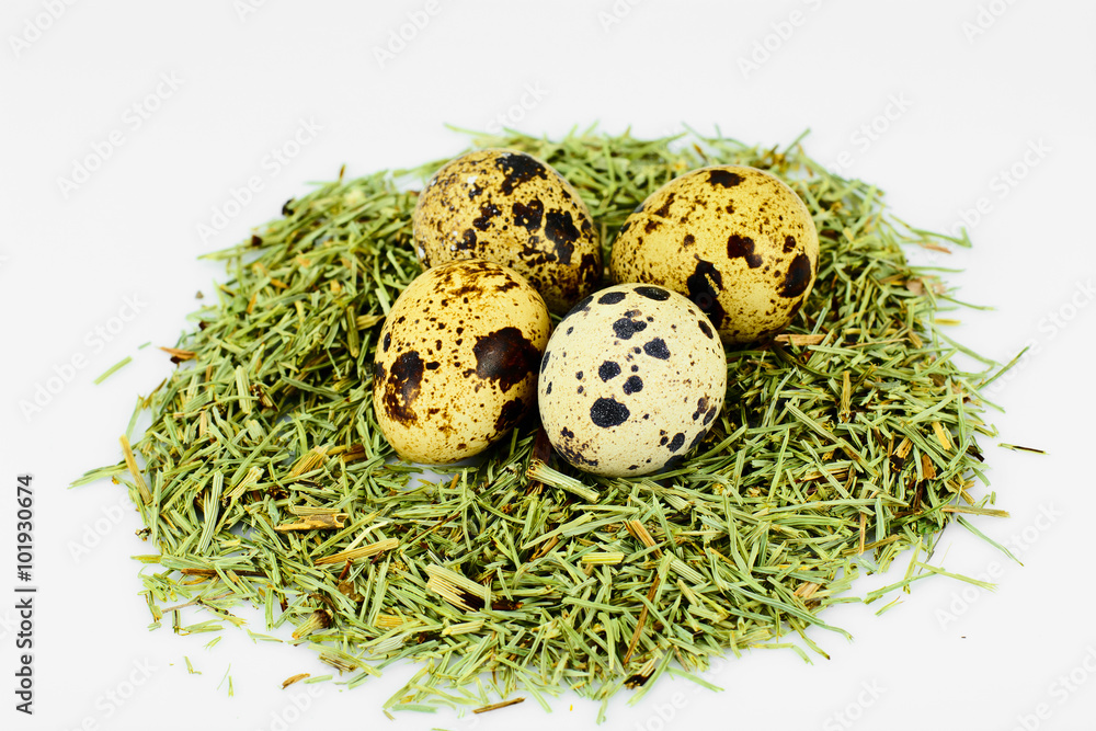 Obraz premium Egg and Grass on White Studio Photo
