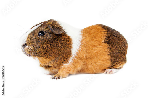 Guinea Pig Side View on White